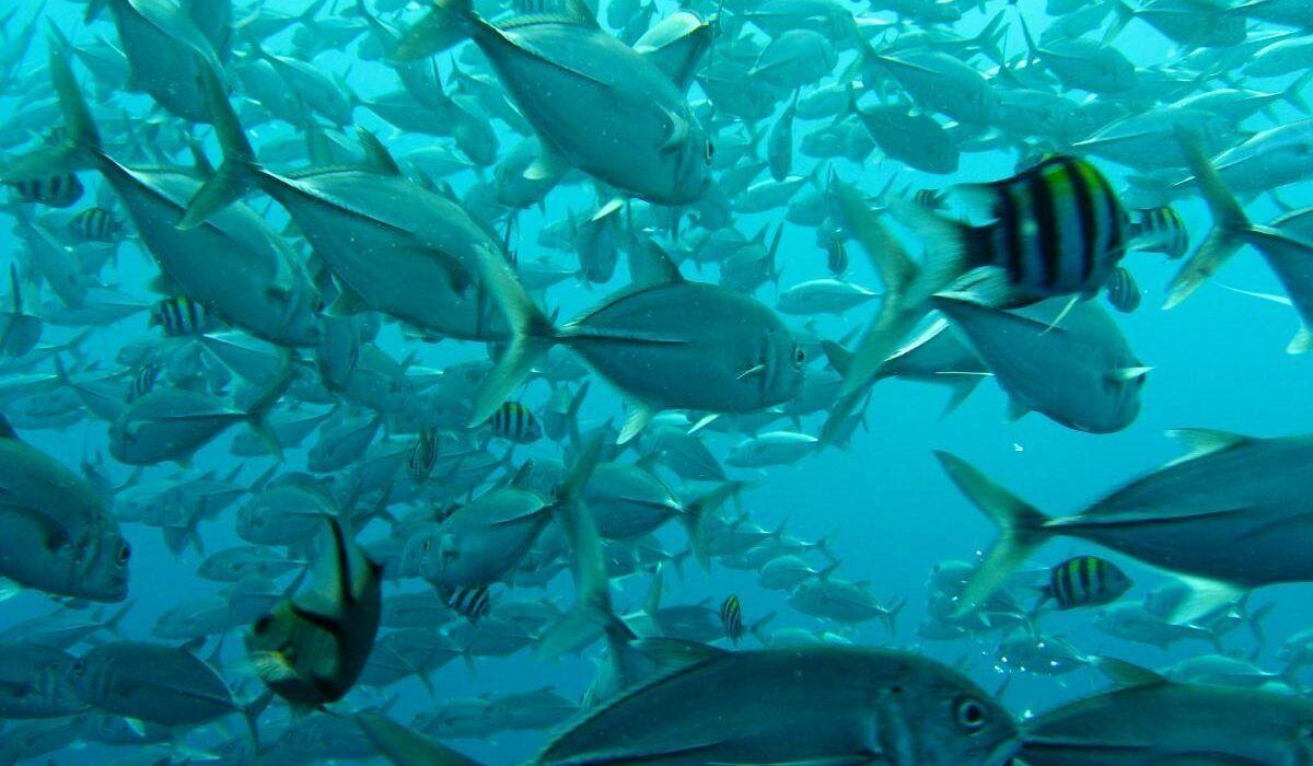 Bio-mimicry for Underwater Domain Awareness