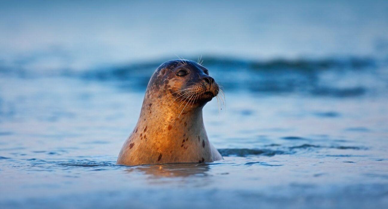 Buzzing Alarm to work towards Marine Sustainability