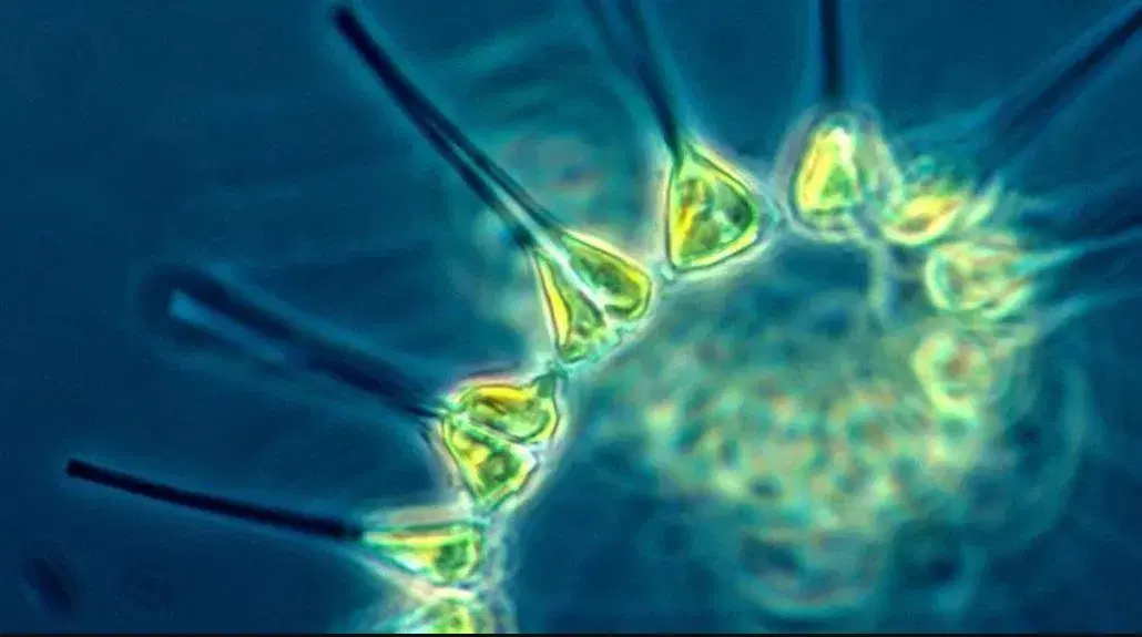 Potential of Blue Biotechnology and Deep Sea Microbial Ecosystems