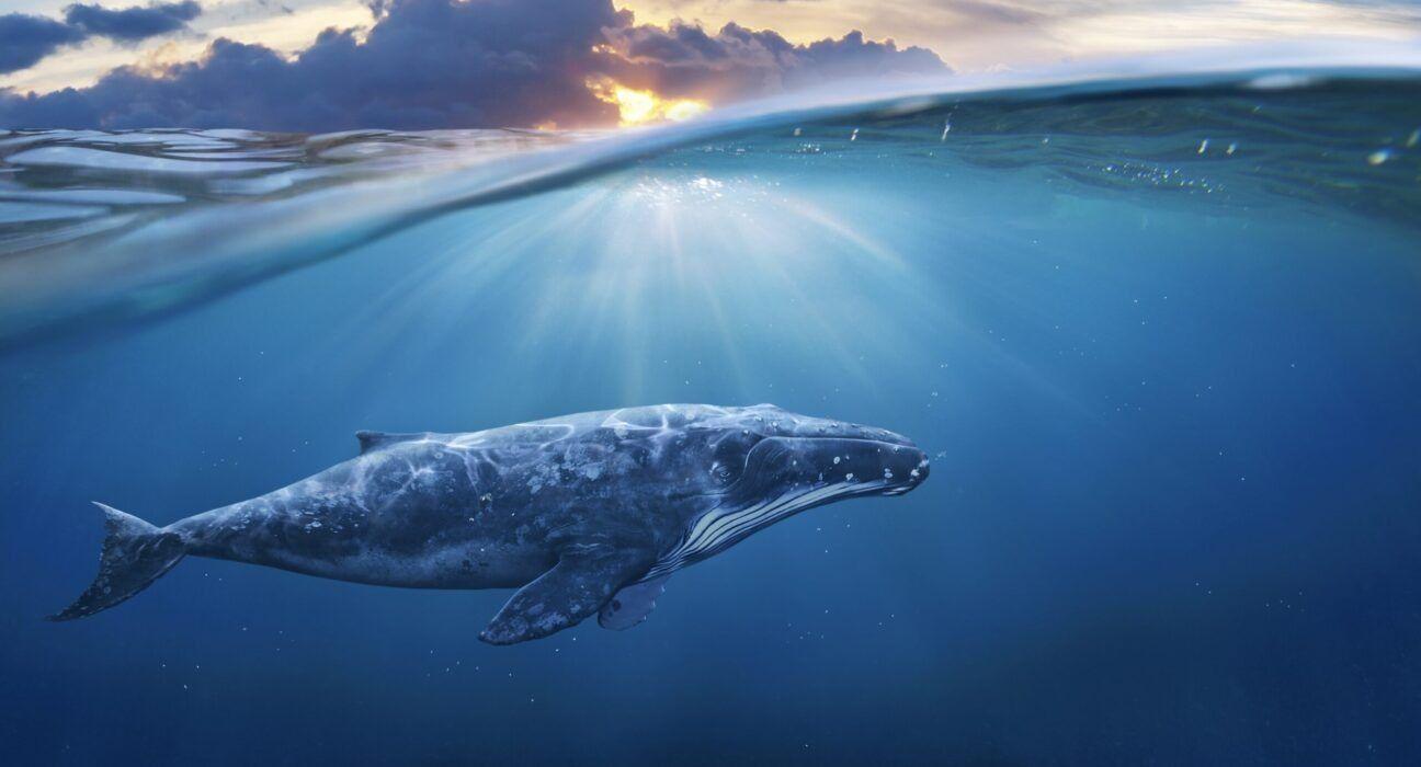Underwater Domain Awareness (UDA): A road less travelled and fathomed
