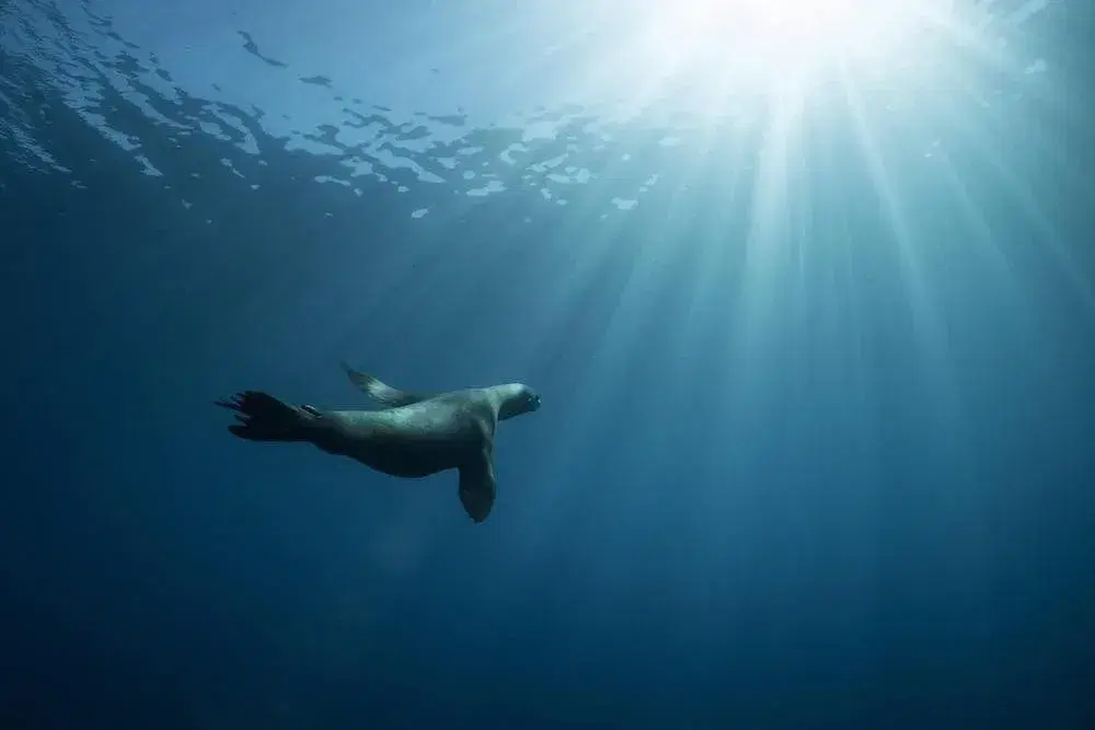 Underwater Domain Awareness (UDA) Framework: A New Perspective for Young India