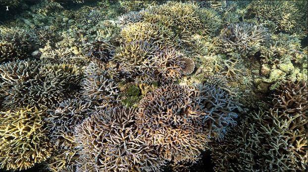 Beneath the Surface: Why India's Coral Reefs Are Flashing a Warning Sign